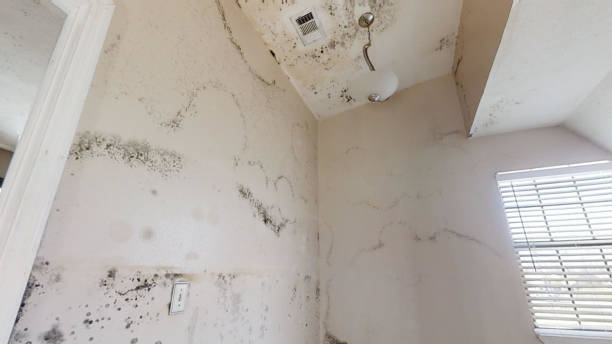 Best Comprehensive Air Testing for Mold Contaminants  in Sawyerwood, OH