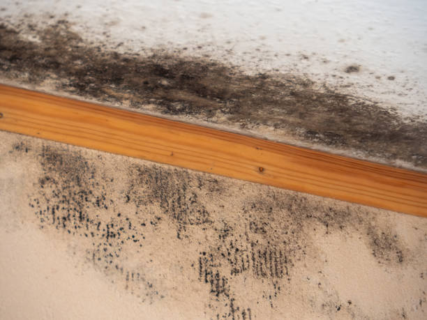 Best Black Mold Removal  in Sawyerwood, OH