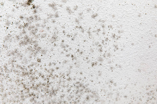  Sawyerwood, OH Mold Removal Pros